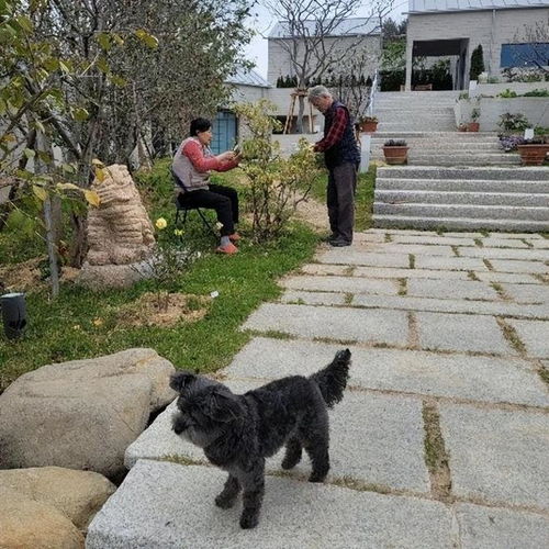 韩媒曝光画面：尹锡悦被拍到在公园“悠闲遛狗”，身边带着3名保镖｜腾讯新闻热搜爆文