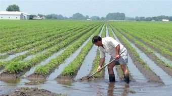 种地吧成员田间劳作画面