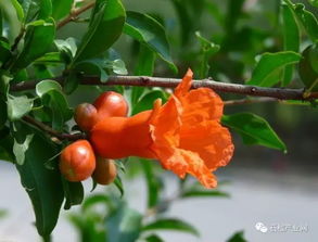 我与湖边那朵火红的花：一次偶然邂逅的治愈之旅
