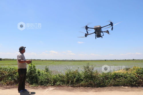 无人机飞手操作现场