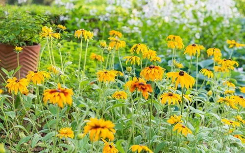 嫩绿小草在微风中轻轻摆动