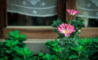 窗台上的手工花与阳光洒落的场景