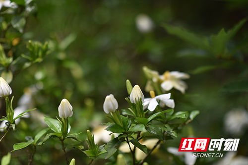 雨中盛开的栀子花特写<p style=