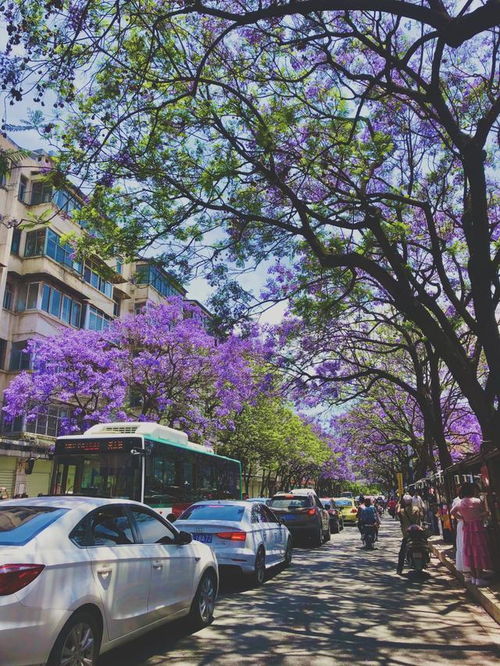 昆明蓝花楹盛开如梦如幻，我亲历的紫色浪漫之旅
