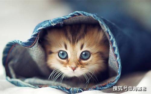 赵朔抱着悟空哭泣