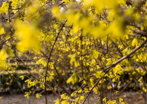 送妈妈一朵花：在春日里，把第一抹温暖送给最爱的人