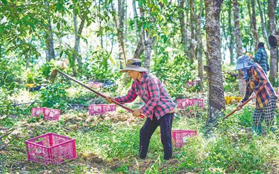 成都岷江村桂树林下的农户耕作场景<p>正如诗中所写：“辛勤护得禾苗壮，农户欣尝殷实年。”这里的每一寸土地都承载着希望，每一片叶子都在诉说着生命的奇迹。</p><h2 id=