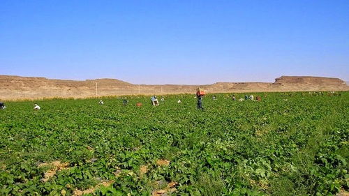 沙漠中的有机牧草田<p>说起牛奶，很多人第一反应可能是草原、牧场。但在蒙牛的努力下，连沙漠都被赋予了新的生命。</p><p>他们在内蒙古等地成功构筑起一条沙漠“有机链条”——从有机牧草种植，到有机奶源采集，再到最终的产品输出。这个过程不仅产出高品质的有机牛奶，更重要的是，它实现了对生态环境的有效保护。</p><p>我曾采访过一位参与项目的专家，他说：“我们不是在征服自然，而是在与自然共生。”这句话让我至今难忘。</p><br><h2 id=