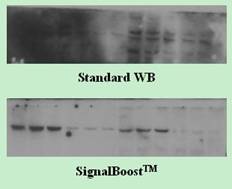 Western Blot背景过高示意图