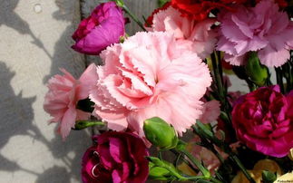 一朵盛开的康乃馨摆放在阳光下的窗台