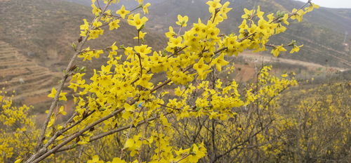 一片盛开的连翘花海