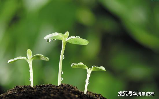 学生在黑板前展示种子发芽成果