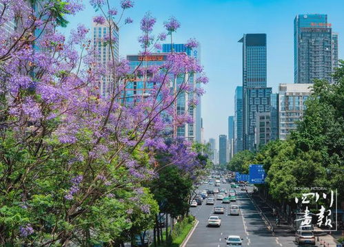 蓝花楹盛开的街道