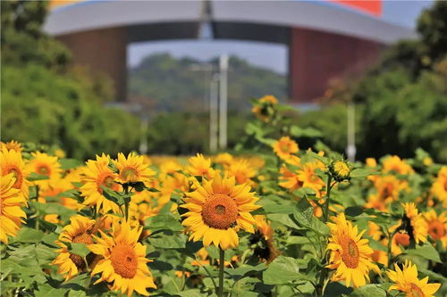 新津兴义千亩向日葵花海游客游玩场景<p>夏天不只是炎热，它还有属于自己的温柔。就像那首《咏廿四气诗·立夏四月节》中所说：“林莺欣有啭，庭草踏还生。”每一个细微之处，都藏着大自然的秘密。</p><h2 id=