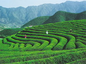 99%茶客不知道的“私享茶园”竟藏着普洱茶界黑马！