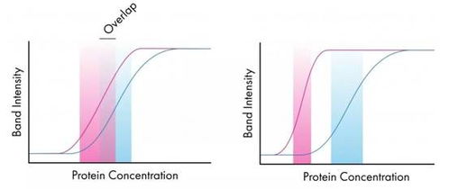 WB实验中的蛋白条带模糊现象
