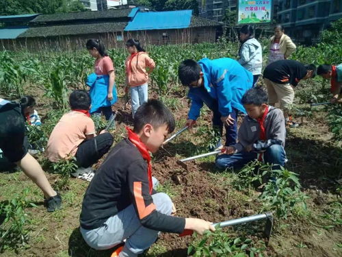 四下1.4《种子长出了根》教学反思｜从课堂到成长的每一步都值得记录