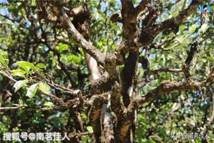 南糯黑叶古树茶叶特写