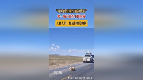 可可西里网红狼在公路边等待投喂