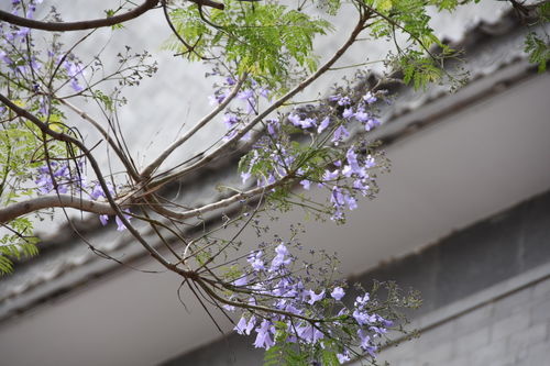 蓝花楹与蓝天交相辉映