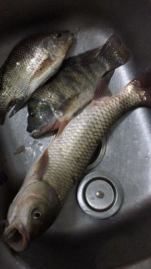 外来物种埃及塘鲺在水中缓慢游动