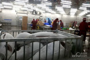 金枪鱼加工厂内部流水线