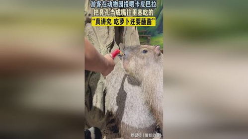 游客向卡皮巴拉投喂零食<p>因此，园方呼吁广大游客文明参观，不要随意投喂。</p><br><h2 id=