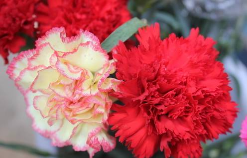 康乃馨永远不会出现在垃圾桶里，我为什么这么说？