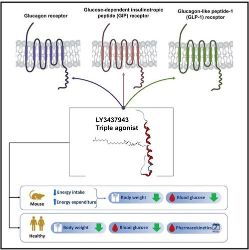 GIPR与GLP-1R激动剂联合治疗示意图