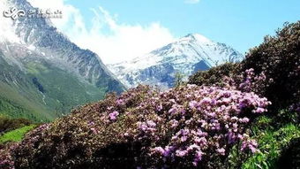 他第一天洗了澡，四川四姑娘山一游客因高反身亡？镇卫生院回应