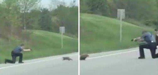 堵车原因居然是土拨鼠打架？百度热搜引爆网友笑点，真相却让人哭笑不得