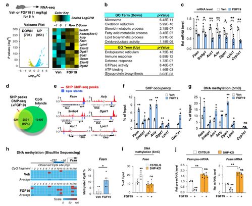 FGF19在癌症中的双重作用图解