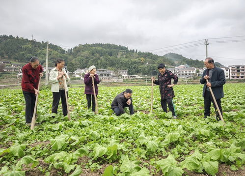 农业科技人员在田间指导农民进行抗旱作业