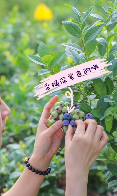 高端水果为何纷纷降价？我亲历的“水果自由”时代来了！