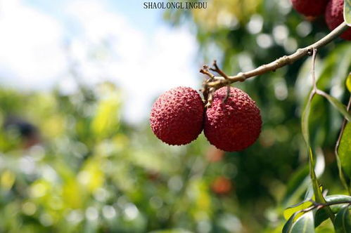 红色鲜艳的荔枝挂满枝头