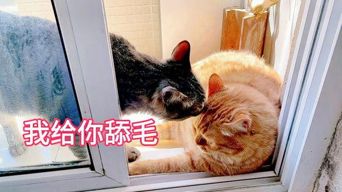 从‘小悟空’到热搜风暴：赵朔与网红猫的争议背后