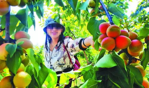 蓝莓果园中农民正在采摘成熟的果实