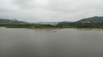 大连西山水库惊现成群黑色大鱼？真相让人震惊！