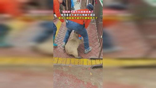 抓捕专班在林间搜寻卡皮巴拉<p>园方表示：“我们不会放弃任何一只动物，希望它能早点回家。”</p><br><h2 id=