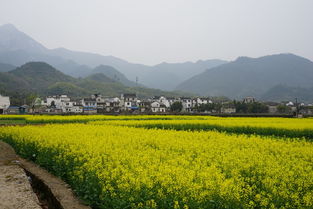 WBG队员在油菜花田合影