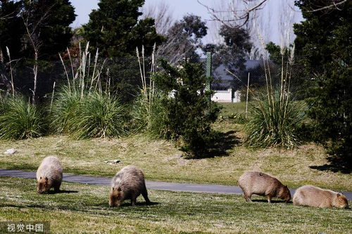 卡皮巴拉出逃记：动物园成立抓捕专班，佛系水豚为何也叛逆？