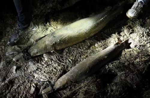 鳄雀鳝在人工湖中被捕获的画面