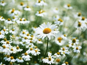 一位阿姨递给女孩一朵小雏菊