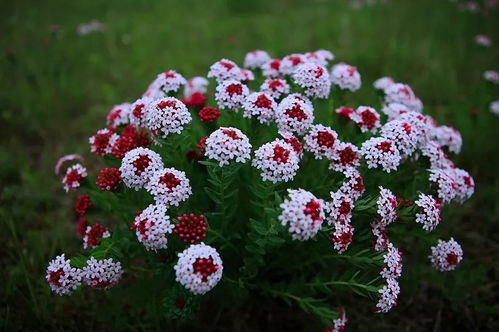 汶川地震废墟上盛开的野花