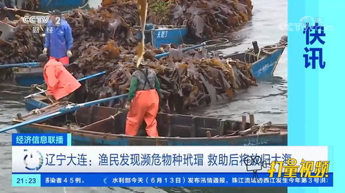 大连渔民救助玳瑁