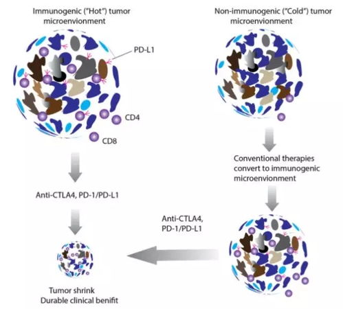破解免疫耐药难题：曲美木单抗（Tremelimumab）如何重塑实体瘤治疗格局？