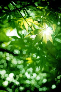 阳光透过树叶洒在一本书上