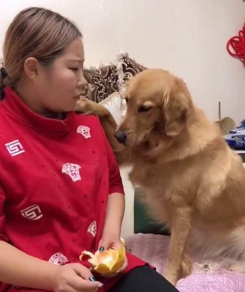 孕妇被狗咬 主人称狗咬的让狗道歉，文明养犬底线在哪？