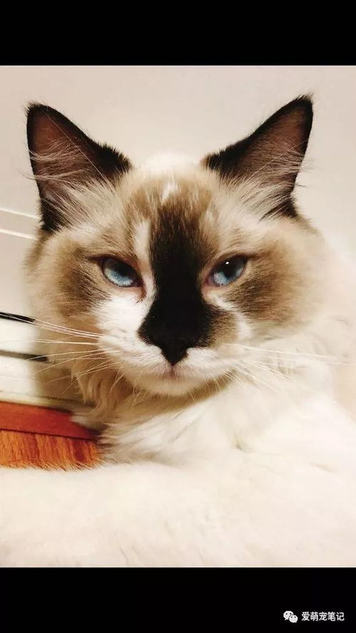 布偶猫在直播中挑食