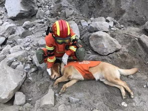 搜救犬在山林中工作的场景<blockquote style=